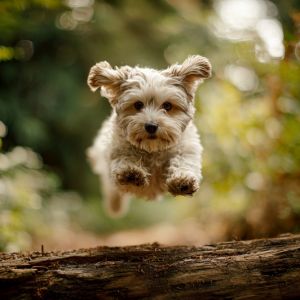 hundefreunde hundefreunde