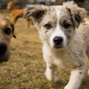 hundefreunde hundefreunde