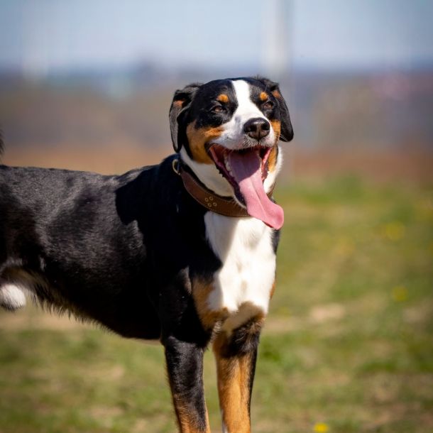 img814 dxo dng dxo prime b