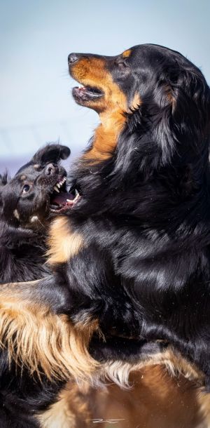 img909 dxo dng dxo prime b